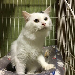 譲渡会参加のため募集終了