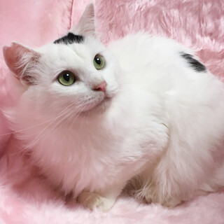 �ӂ�ӂ풷�с�ʂ�����݂݂����w�����܂߁x1��