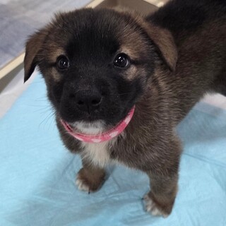 この子を助けてください