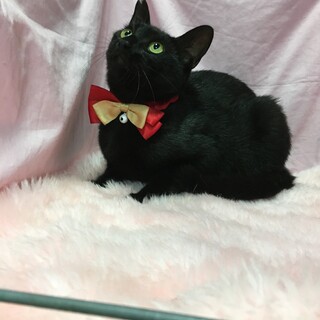 譲渡会参加のため募集終了