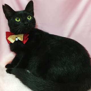 �ۊ�܂�܂邨�ځX�̍��L�w�W�W�x1��