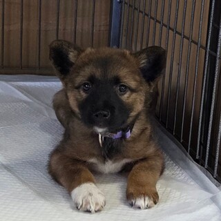 この子を助けてください