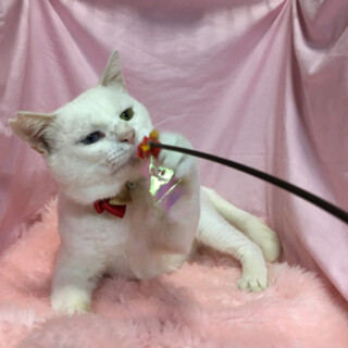 譲渡会参加のため募集終了