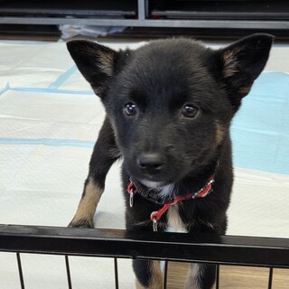 この子を助けてください