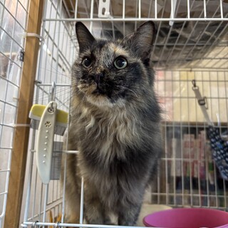 【白血っ子】ハグしてくれるふわふわのあまえんぼラテ