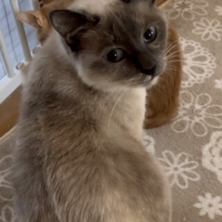 人馴れ抜群！うららちゃん