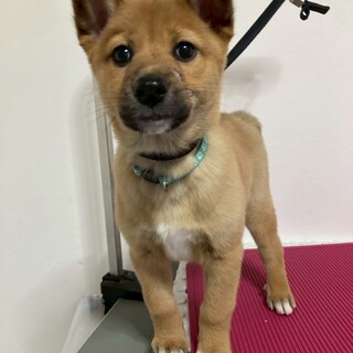 そっくり５兄妹【ステラちゃん】生後2ヶ月位