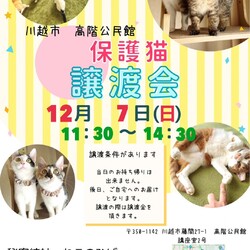 秘密結社ねこのひげ♡保護猫譲渡会