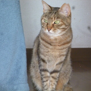 超甘えん坊の性格の優しい麦わら猫！