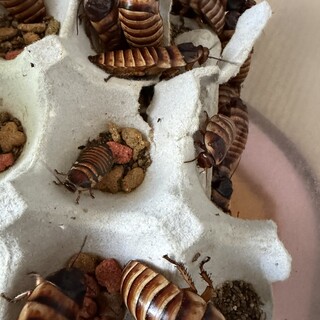 ハロウィンヒッシングローチのの里親募集