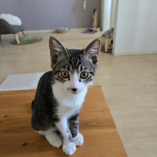 生後7ヶ月の元気な仔猫です