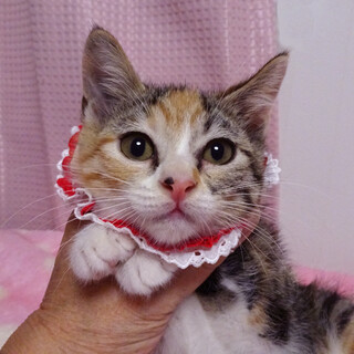 �����₩�ŉ����O�с�~�C����� �Q�J��