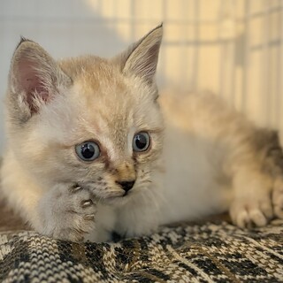 シャムMIXおしゃべりな男の子