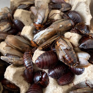 オレンジヘッドローチの里親募集