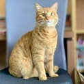 人懐っこい茶トラ男子「ゆず」くん