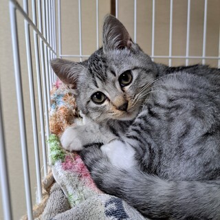 まん丸おめめの可愛いサバ白くん