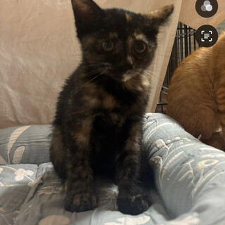 人もよし猫もよし花丸さゆちゃん！