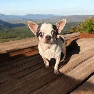 チワワ５歳、♀