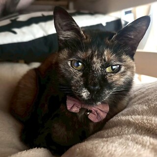 綺麗な尻尾を持ったサビ猫女子❤︎だんごちゃん