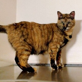 甘えん坊スリスリとくっつきます❤︎あずきちゃん