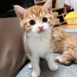 白タイツ履いてる可愛いパンチくん