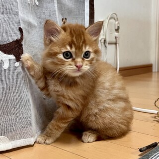 もふもふ過ぎるころころプッチくん