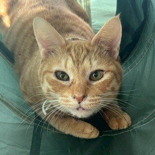 人にも猫にも甘えん坊の❤︎キーラちゃん