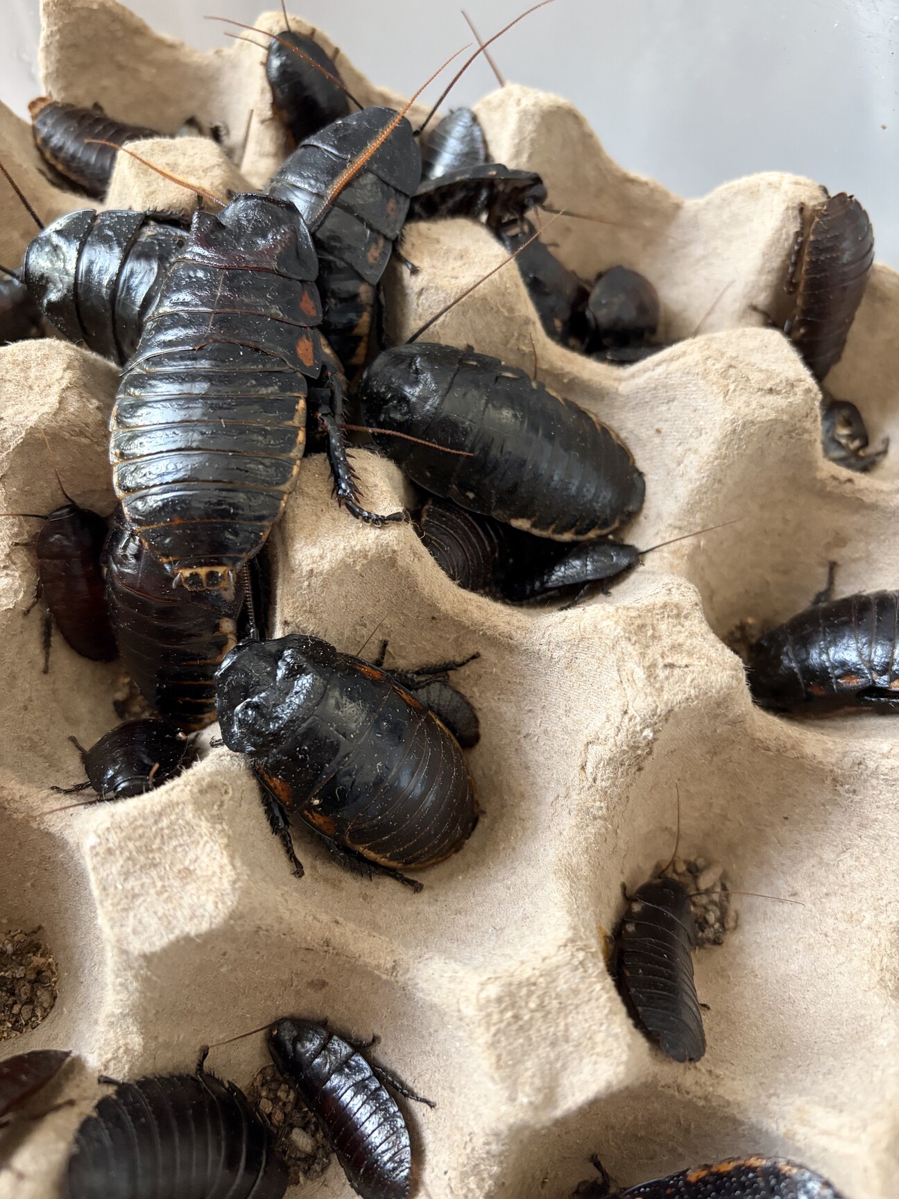 マダガスカルオオゴキブリ」岡山県 - 爬虫類・他の里親募集(531940