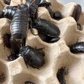 マダガスカルオオゴキブリ里親募集