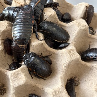 マダガスカルオオゴキブリ里親募集