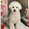 新しい家族を探しています(トイプードル)