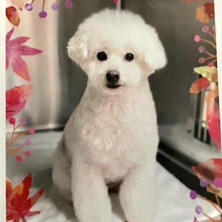 新しい家族を探しています(トイプードル)