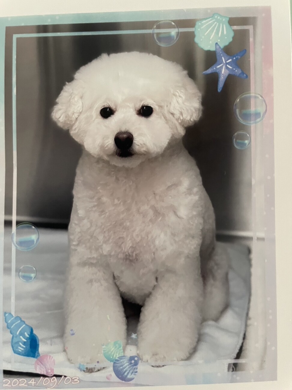 新しい家族を探しています(トイプードル) サムネイル2