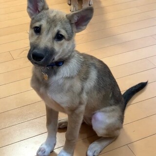 ぺこ　女の子　好奇心旺盛な長女タイプ