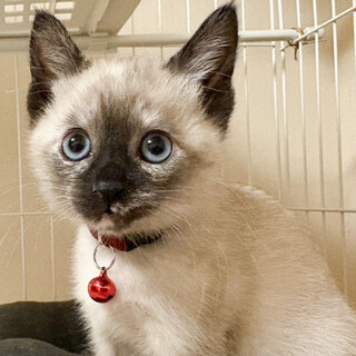 募集停止オットリさんで少し垂れ目❤️ピアニー