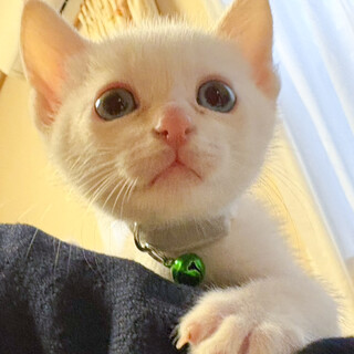 お膝大好き甘えっ子⭐️ポム