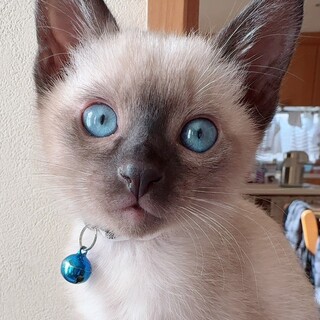 お膝大好き甘えん坊BOY⭐️ブル