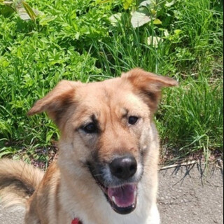 MIX犬　家族になってくれる方さがしてます