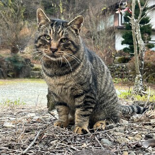 人懐こい猫です。