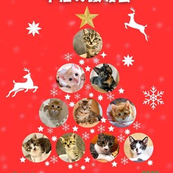 子猫の譲渡会in多摩センター サムネイル1