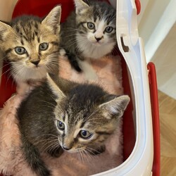 子猫の譲渡会in多摩センター サムネイル2