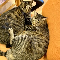 子猫の譲渡会in多摩センター サムネイル3