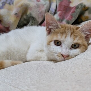 人馴れ可愛い子猫ちゃん