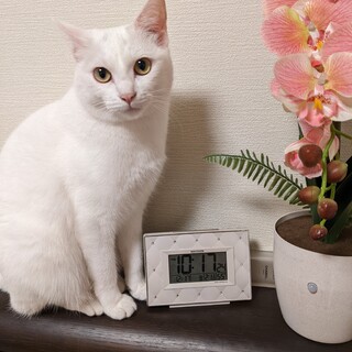 三匹一緒仲好し猫達の里親様急募