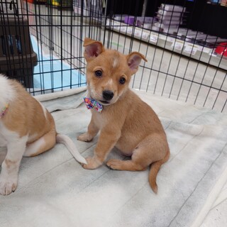 しっかりもの？甘えん坊？【よういち君】