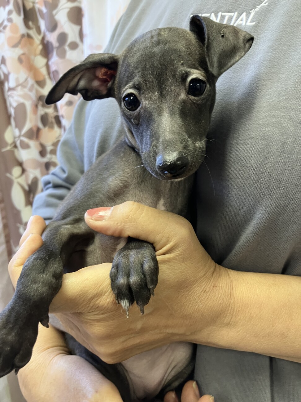 4ヶ月の大人しいイタグレ」静岡県 - 犬の里親募集(531954) 4枚目の