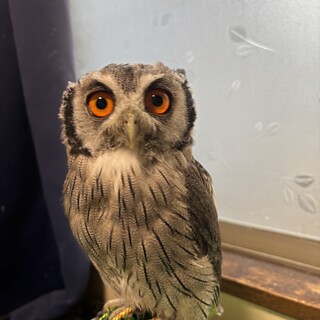 アフリカオオコノハズク