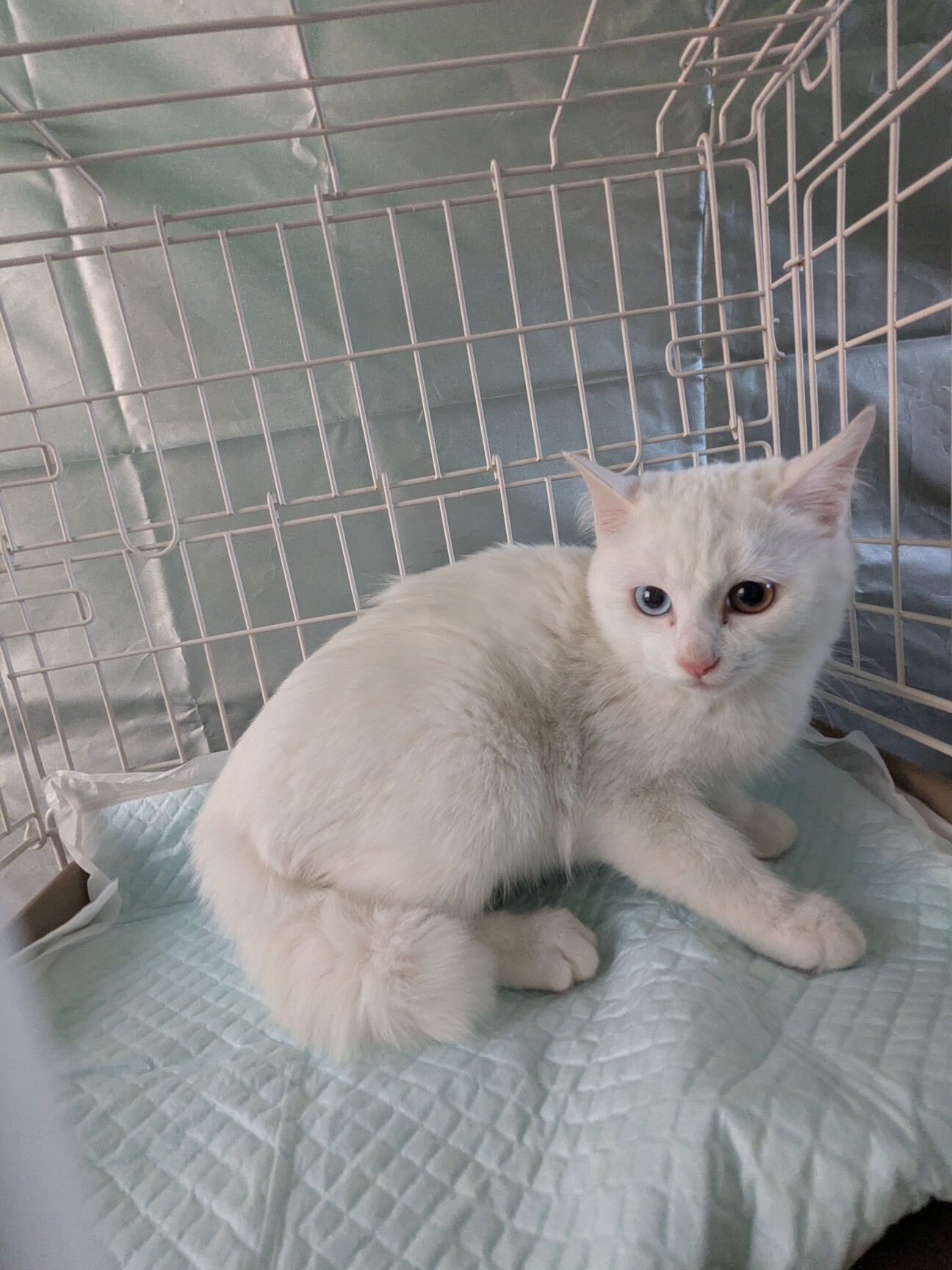 2ヶ月程度♥オッドアイ白」岡山県 - 猫の里親募集(531956) 1枚目の