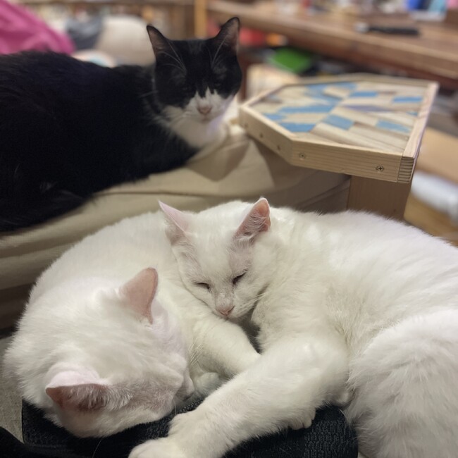 YUCHI0923のカバー写真