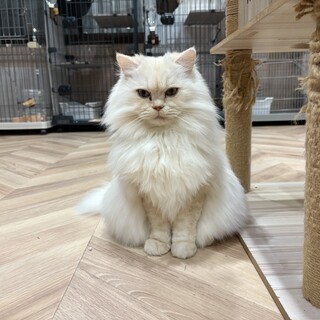 ブリーダー業閉鎖による保護　純血スコティッシュ　